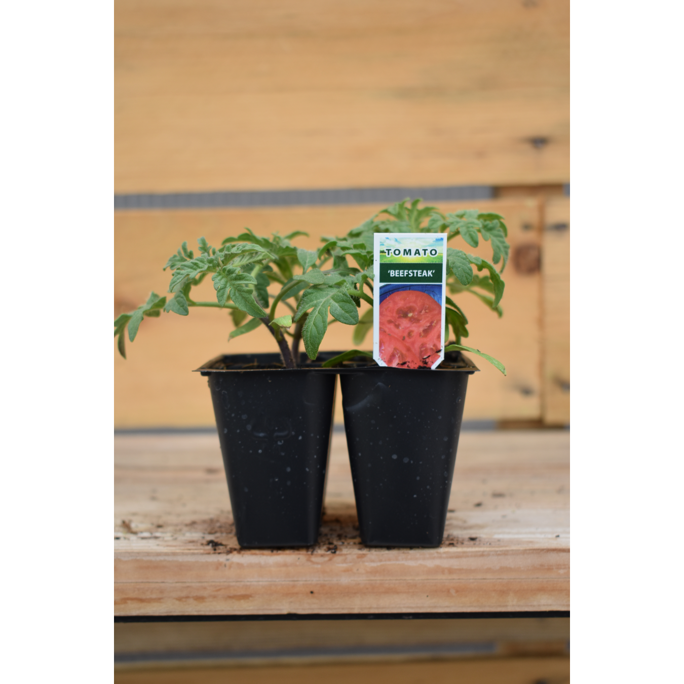 Tomato Beefsteak Sunshine Garden Center and The Flower Room