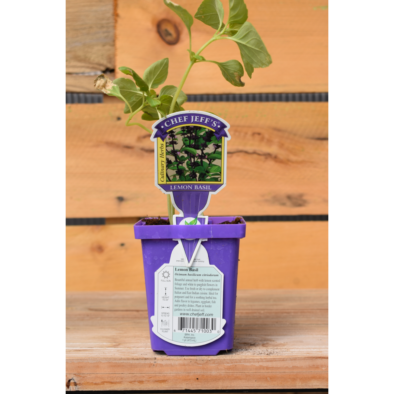 Basil Lemon Sunshine Garden Center and The Flower Room