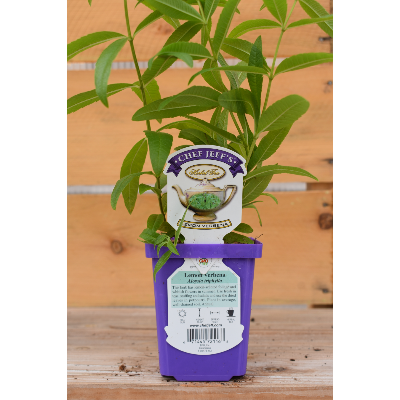 lemon-verbena-tea-sunshine-garden-center-and-the-flower-room